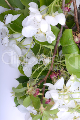 Flowers of the cherry blossoms on a spring day