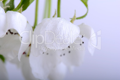 flower on blossoming apple tree close up in spring