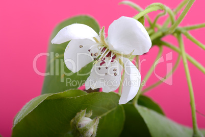 flower on blossoming apple tree close up in spring