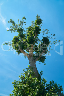 Riesiger Baum vor einem strahlend blauem Sommerhimmel