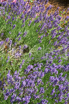 Duftender Lavendel im Sommergarten