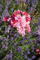 Lavendel und Rosen im Sommergarten