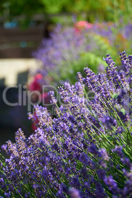 Duftender Lavendel im Sommergarten