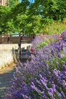 Lavendel und Rosen und Blumen im Garten