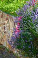 Lavendel und Rosen an Natursteinmauer