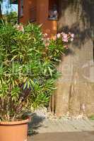 Große Oleanderpflanze im Blumentopf