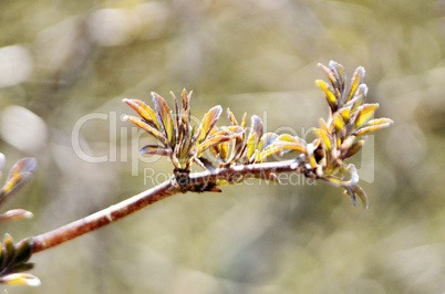 Baumknospen im Fruehling