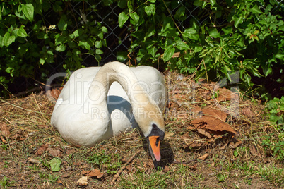 Schwan sitzt auf Nest und brütet