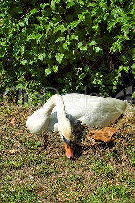 Schwan sitzt auf Nest und brütet