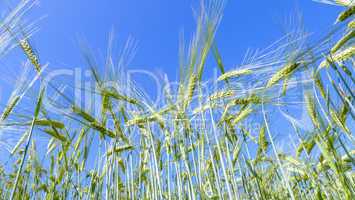 Getreidefeld in der Sonne vor blauem Himmel