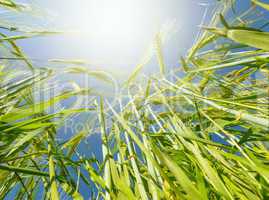 Getreidefeld in der Sonne vor blauem Himmel