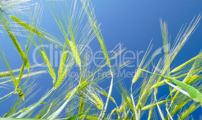 Getreidefeld in der Sonne vor blauem Himmel