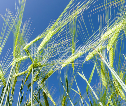 Getreidefeld in der Sonne vor blauem Himmel