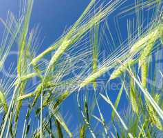 Getreidefeld in der Sonne vor blauem Himmel