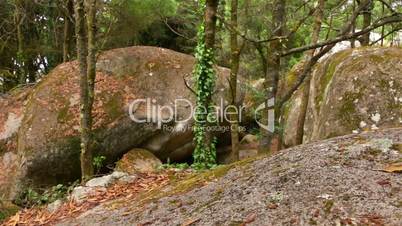Wild Beech Forest and Huge Boulders