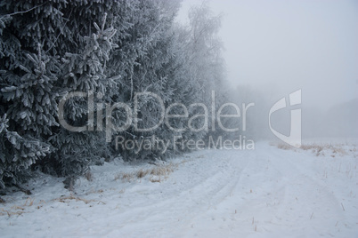 Frostiger Waldrand im Winter mit Nebel