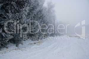 Frostiger Waldrand im Winter mit Nebel