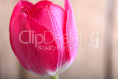 red tulips. spring flower
