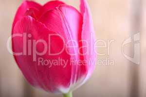 red tulips. spring flower