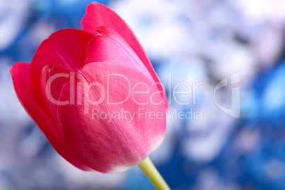 Red tulips on blue and white background