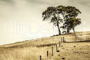 Trees on a hill