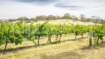 Barossa Valley