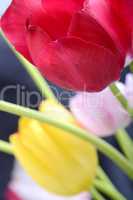 Close up image of tulip on black, flowers
