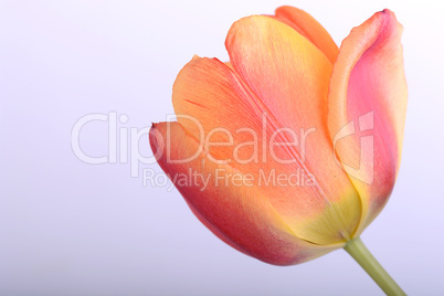 Close up beautiful red tulip flower