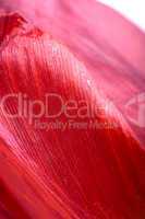 Close up beautiful red tulip flower