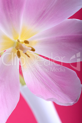 Close-up single tulip flower