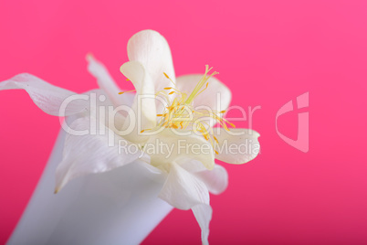 white lilac flowers closeup on red background