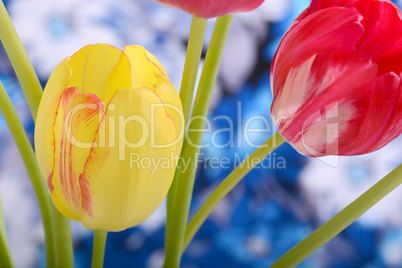 bouquet of tulips. spring flower