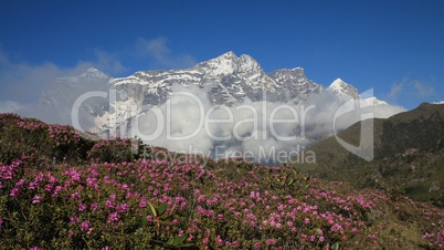 Pink spring flowers and snow capped Kongde Ri