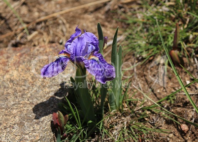 Purple Iris photographed in the Everest Region