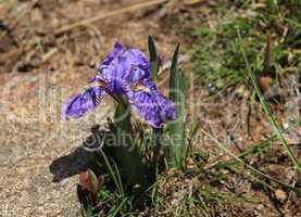 Purple Iris photographed in the Everest Region
