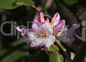 Pink rhododendron flower