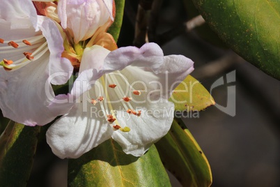 Rhododendron bloom