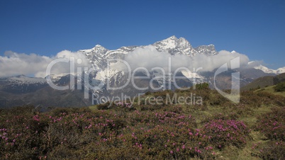 Snow capped Kongde Ri and meadow full of pink wildflowers