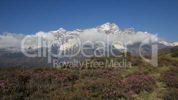 Snow capped Kongde Ri and meadow full of pink wildflowers