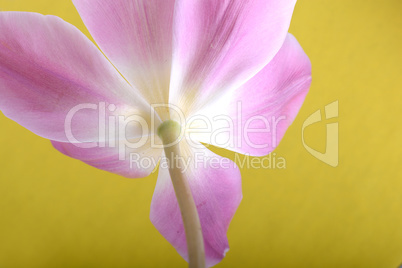 Beautiful pink tulips. Spring flower background