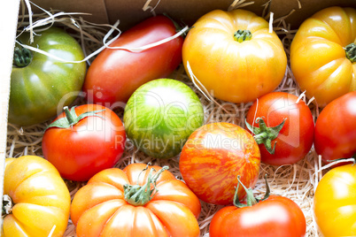 Assortment of different cultivars of tomatoes