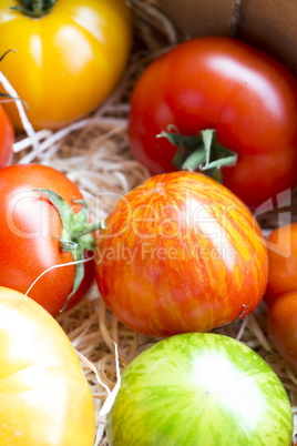 Assortment of different cultivars of tomatoes