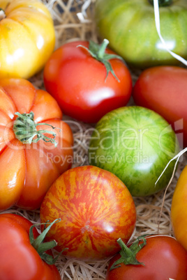 Assortment of different cultivars of tomatoes