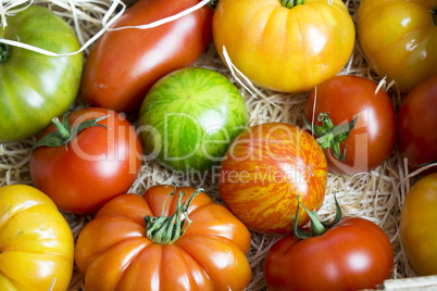 Assortment of different cultivars of tomatoes