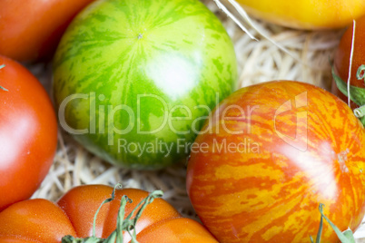 Assortment of different cultivars of tomatoes