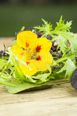 Selection of wild herbs and a Nasturtium flower