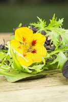 Selection of wild herbs and a Nasturtium flower