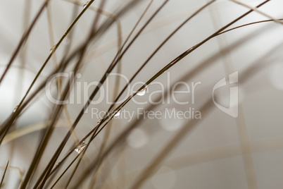 Close up Wet Grasses During Autumn Season