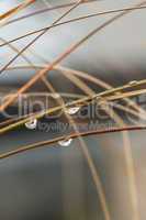 Close up Wet Grasses During Autumn Season