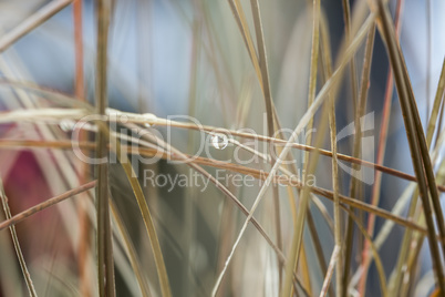 Close up Wet Grasses During Autumn Season